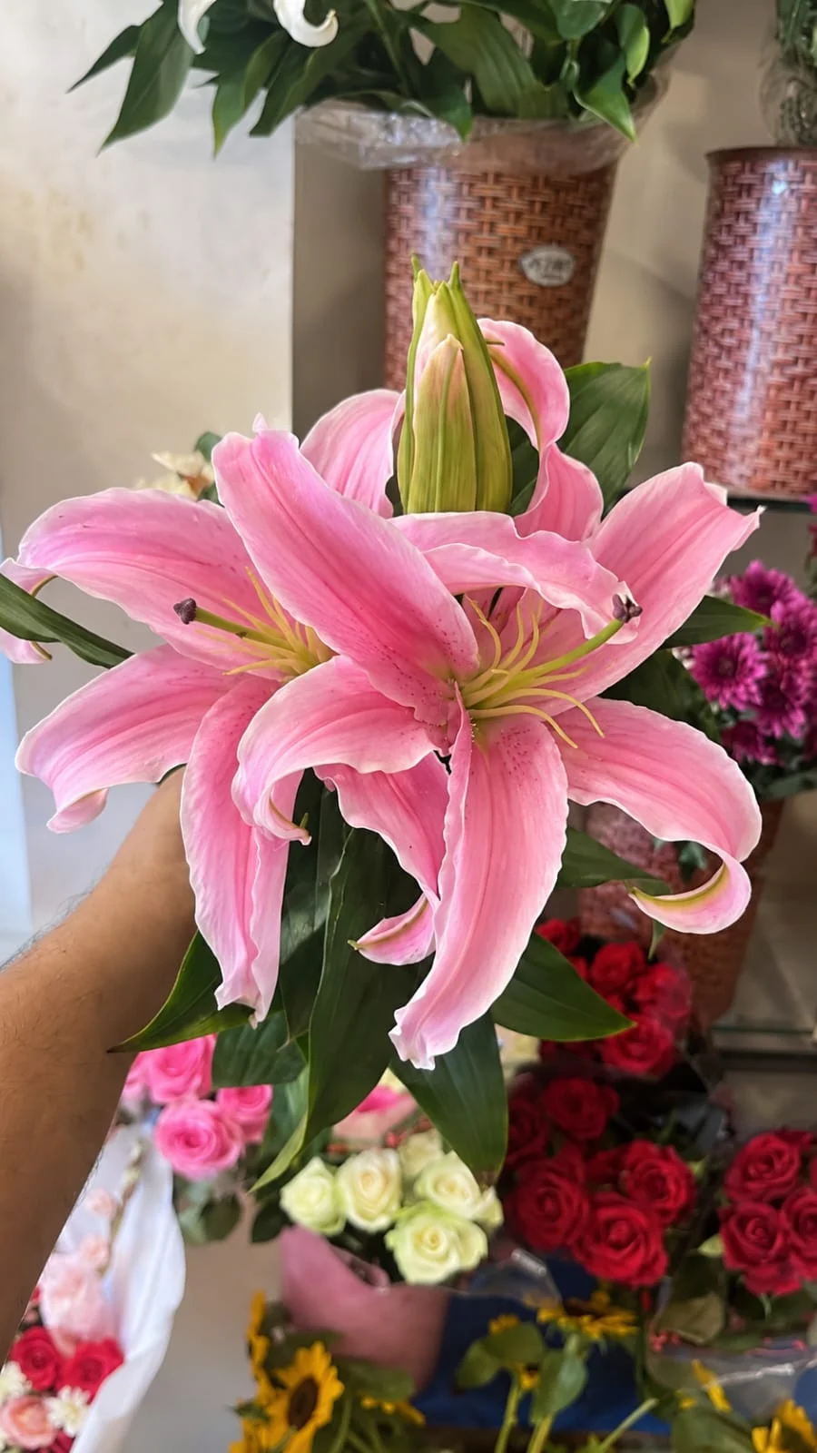 Pink Oriental Stargazer Lily Stems (Fresh Cut)